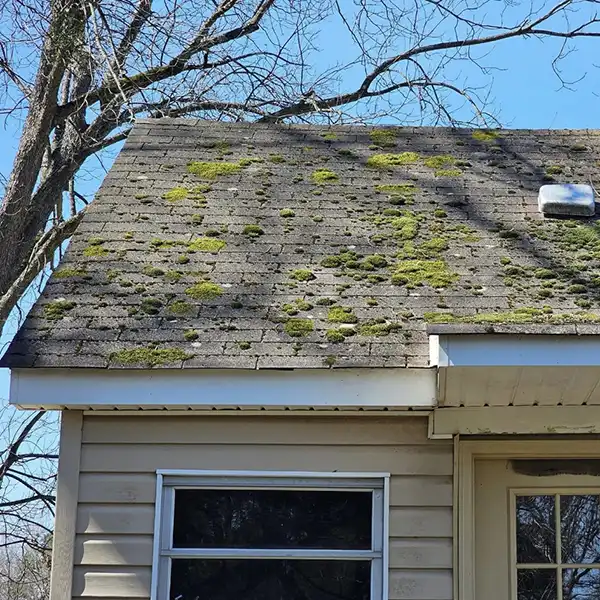 Those black streaks and green patches are bacteria and moss growing in and on your shingles.